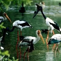 Kanwar Lake Bird Sanctuary 